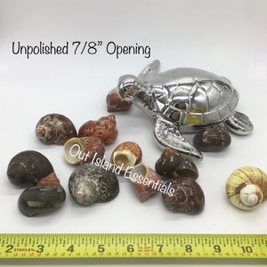 UNpolished Turbo Petholatus Shell I Unpolished Turbo Seashells I Turbo Petholatus Shells I Approximately 3/4 - 1 1/4"  With 7/8" Opening