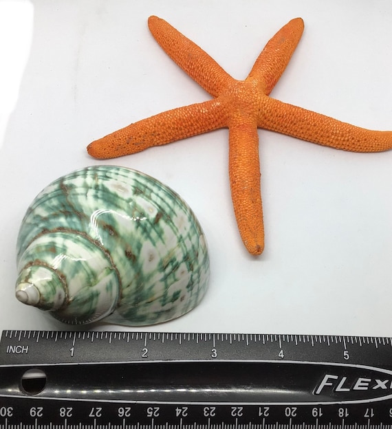 Jade Turbo Polished Shell I Turbo Seashell I Jade Turbo Polished