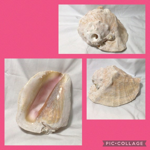 7-8” NO SLIT Bahamian Queen Conch Shell Horn I Pink Conch Shell