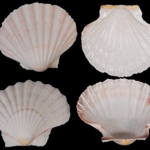 May include: Four scallop shells, two with the inside facing up and two with the outside facing up. The shells are a light cream color with a slight pink hue.