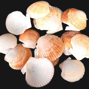 Baby Deep scallop, Baby Pectins, Baby Scallops, Craft Shells, Beach Decor Shells, 2 Pounds