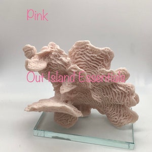 Faux Rugosa Coral Display | Coral Decoration | Eco Friendly Coral | Display Coral | Faux White Rugosa Coral Decor