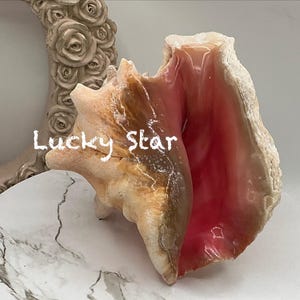 8" Natural Bahamian Queen Conch Shell I Pink Conch Shell SLIT BACK I Unedged Straight Out Of The Ocean I Cleaned Unprocessed Conch Shell image 3