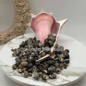 Mixed Nerita Columbella Seashells I ONE Cup Of Brown Craft Shells I Small Craft Shells I Wholesale Seashells I Approximately 3/8 - 5/8&quot;