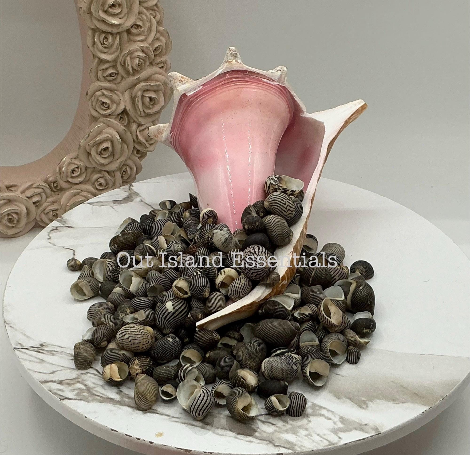 Columbella shell - Etsy 日本