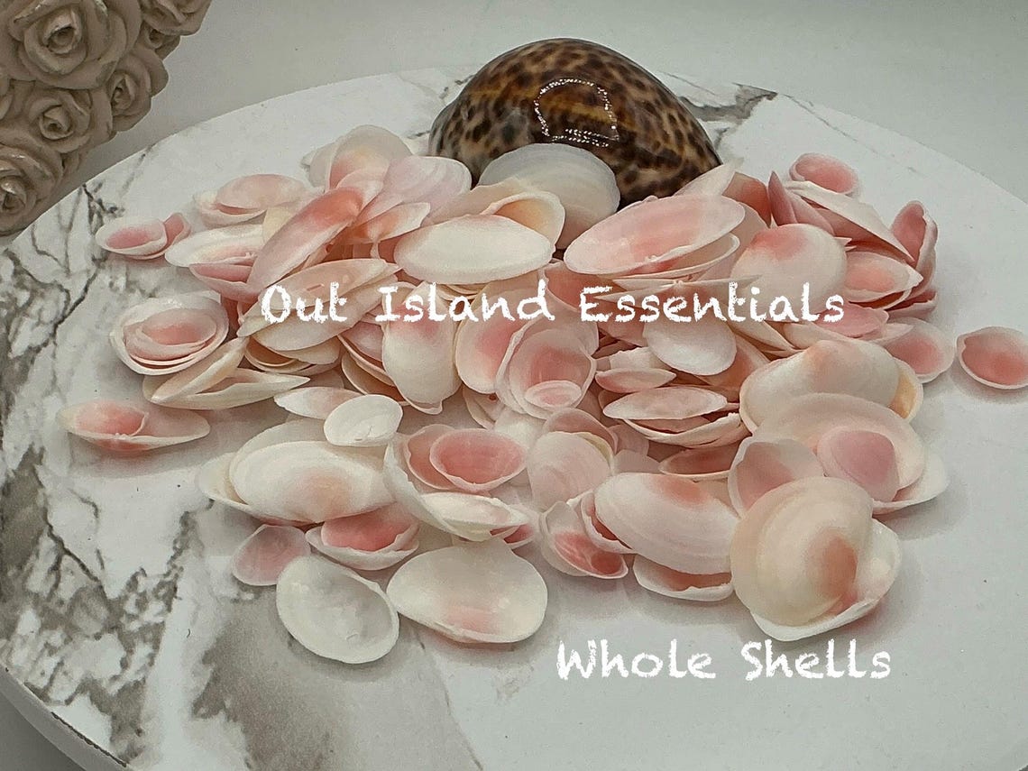 Rose Cup Seashells I One Cup Small Craft Seashells I Pink Wedding ...