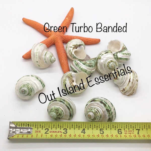 Green Turbo Pearl Banded I Pearl Stripe Turbo I Hermit Crab Shells | Hermit Homes | 2” Turbo Shells 3/4” To 1” Opening