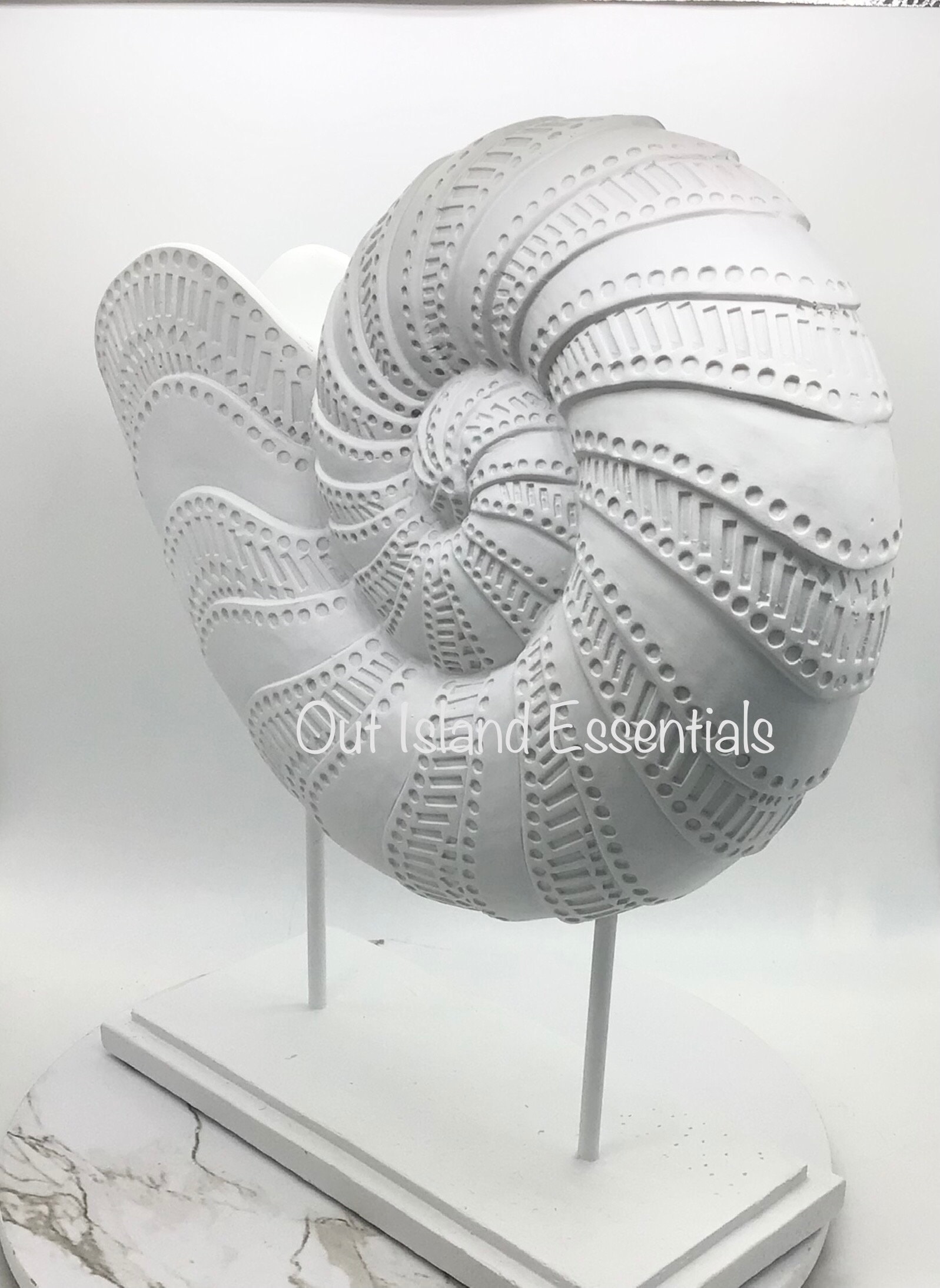 骨格 標本 貝殻 オウムガイ 古生物 ノーチラス オウム貝 貝類|九大博20