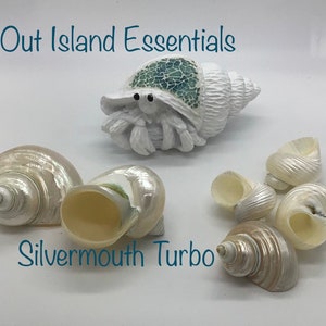 Pearlized Turbo Seashell I Pearl Jade Turbo Shells I THREE Size Options And Openings I Pearlized Shells I Pearlized Jade Turbo