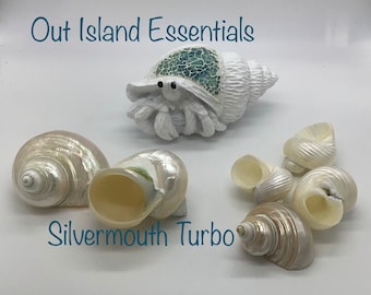 Pearlized Turbo Seashell I Pearl Jade Turbo Shells I THREE Size Options And Openings I Pearlized Shells I Pearlized Jade Turbo