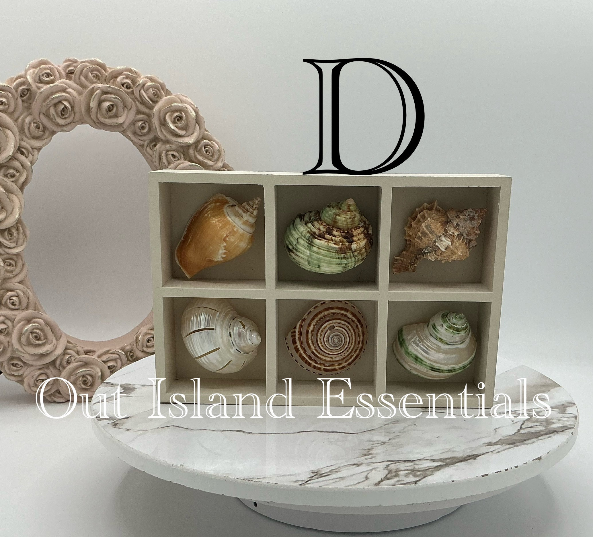 Tabletop Shells OOAK Collector's Seashells I Seashell Collection Case I Tabletop ...