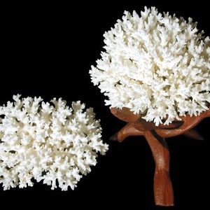 Lace Coral I White Lace Coral I Authentic Ocean Coral I  Two Sizes White Coral I All White Coral I Ocean Coral White Coral I Coral Piece