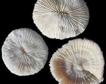 Mushroom Coral I White Mushroom Coral I Authentic Ocean Coral I  Various Sizes |  White Coral I All White Ocean Coral I White Display Coral