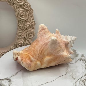 May include: A large, textured conch shell with a light peach and white color scheme. The shell is resting on a marble-patterned surface, with a decorative floral element in the background. The shell's intricate details and natural hues create a coastal aesthetic.