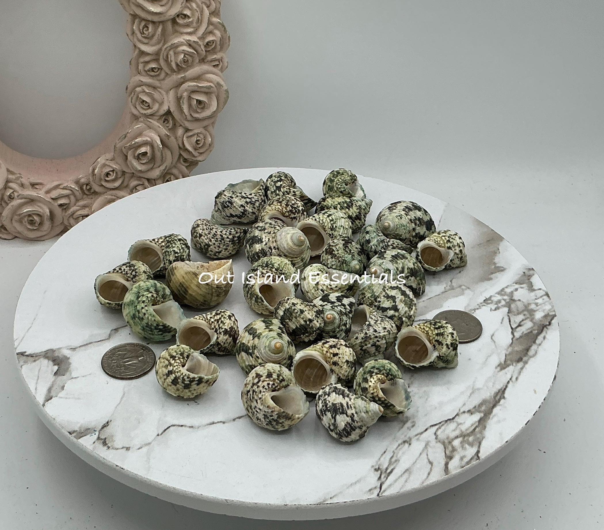 1.5” Natural Green Turbo Seashell | Hermit Crab Shell With 5/8