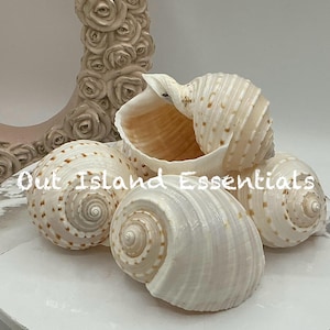 Pacific Tonna Tessalata 3-4&quot; Shell I Tonna Tessalata Shell I Large Seashell I Craft Shells I Coastal Decor I Christmas Seashells