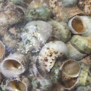 ONE 1.5” Natural Turbo | Green UNbuffed Turbo Seashell I Hermit Crab Shell I Natural Green ShellsI 5/8” Opening