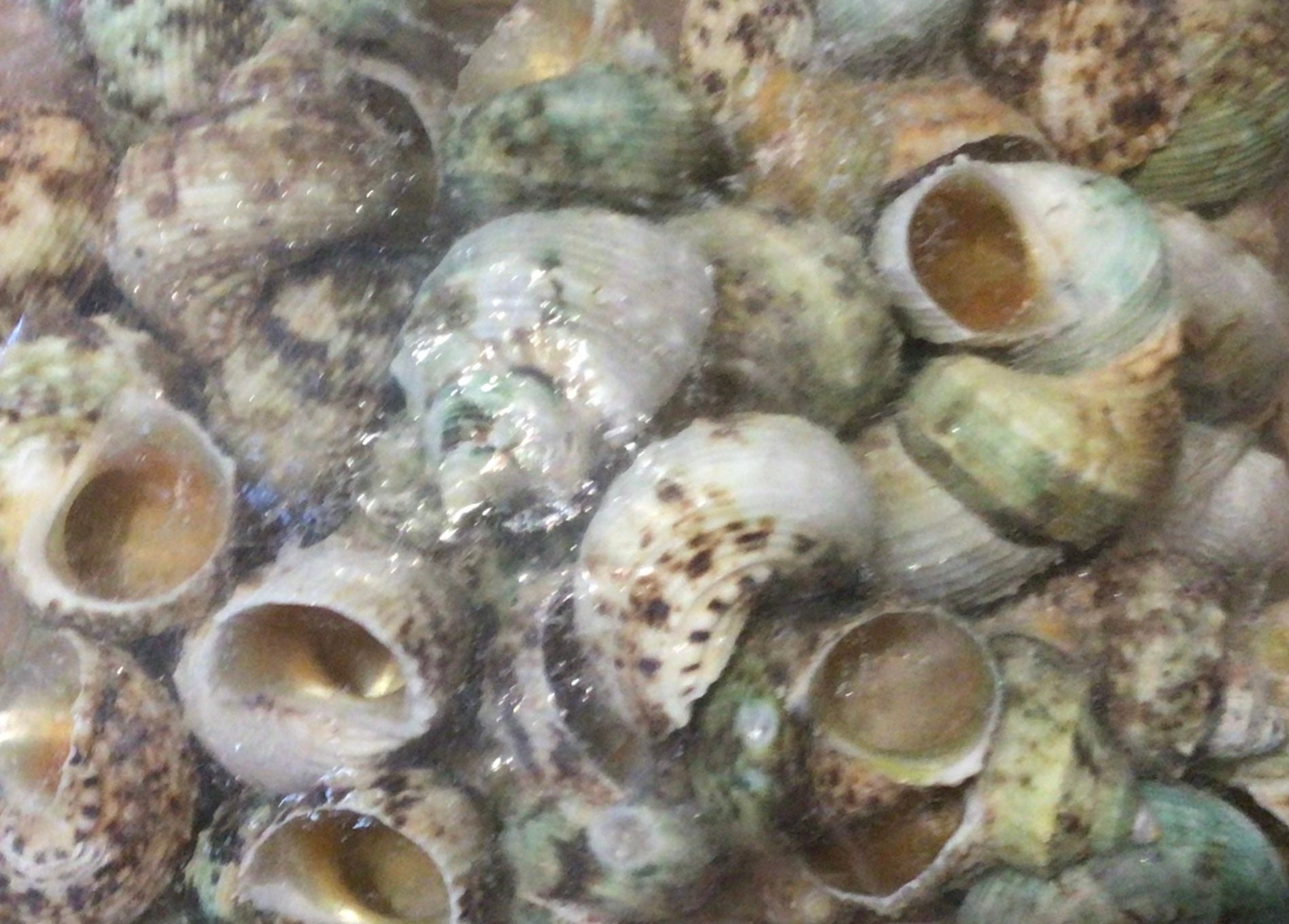 ONE 1.5” Natural Turbo | Green Unbuffed Turbo Seashell I Hermit