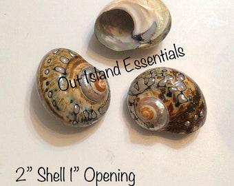 Polished Turbo Sarmaticus Seashell, Pearlized Bronze Shell (2 Inch)