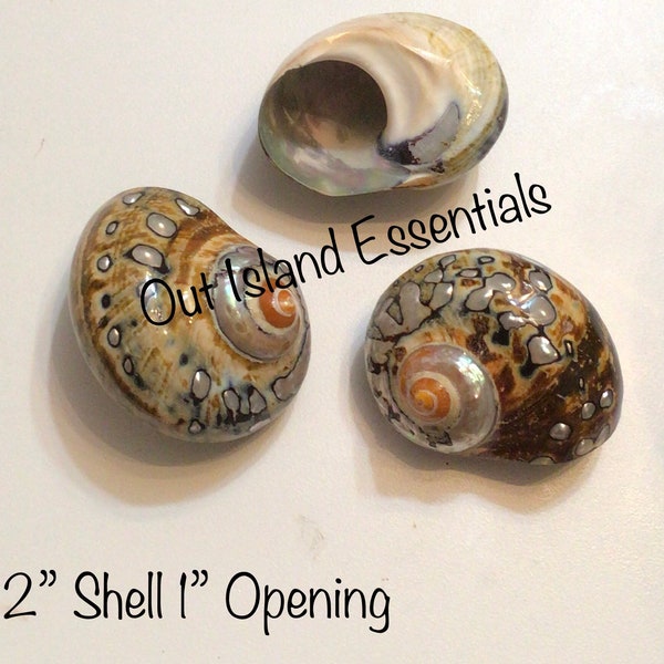 Polished Turbo Sarmaticus I Brown Turbo Seashell I Sarmaticus Specimen Seashell I Pearlized Turbo Shell I Bronze Turbo Shell