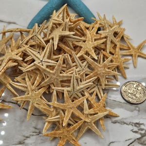 Small Tan Starfish | Craft Starfish | Tiny Starfish | Wholesale Starfish | 1 3/4 - 2” Sized Starfish I Coastal Invitation Accents