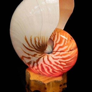 Lampe coquillage Nautilus | Lampe coquillage Tonna | Lampe coquillage côtière | Lampe coquillage Conch | Lampe coquillage Triton | Lampe coquillage Murex | Lampe coquillage