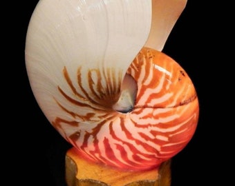 Nautilus Shell Light | Tonna Shell Light | Coastal Seashell Light | Conch Shell Light | Triton Shell Light | Murex Shell Light | Shell Light