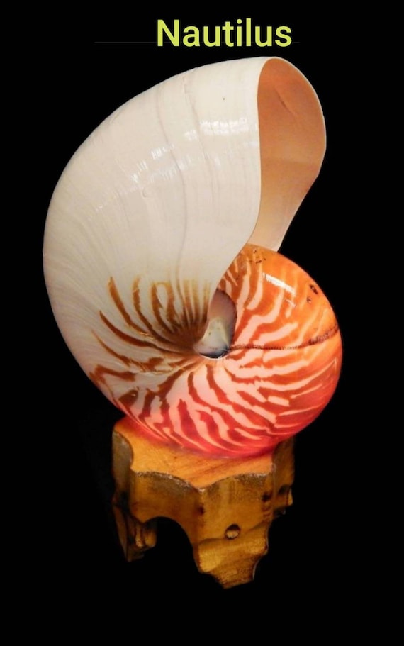 Nautilus Shell Light Tonna Shell Light Coastal Seashell Light