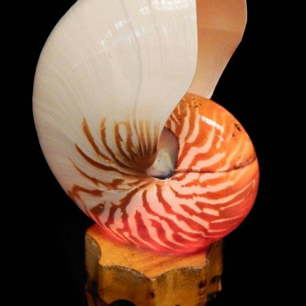 Nautilus Shell Light | Tonna Shell Light | Coastal Seashell Light | Conch Shell Light | Triton Shell Light | Murex Shell Light | Shell Light