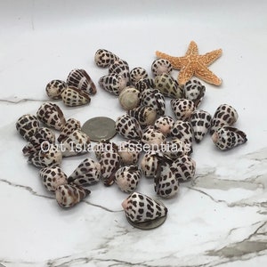 Middelgrote Hebreeuwse kegelI Conus EbraeusI zwart-witte schelpen I maat 3/4&quot; tot 1&quot; ambachtelijke schelpen I groothandel kegelschelpenI FIVE ambachtelijke schelpen