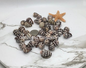FIVE Medium Hebrew Cone I Conus Ebraeus I Black & White 3/4" To 1” Craft Shells