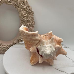 8" Natural Bahamian Queen Conch Shell I Pink Conch Shell SLIT BACK I Unedged Straight Out Of The Ocean I Cleaned Unprocessed Conch Shell image 8