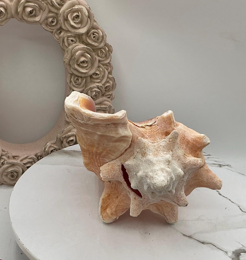 8" Natural Bahamian Queen Conch Shell I Pink Conch Shell SLIT BACK I Unedged Straight Out Of The Ocean I Cleaned Unprocessed Conch Shell image 8