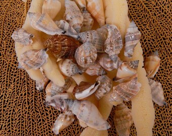 1/2lb Chula Seashells, Chula Strombus Shells, Brown Chula Shells, Wholesale Chula Seashells. 1.5 - 2" Craft Shells, Craft Seashells