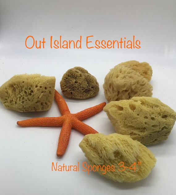 ONE Piece Hermit Crab Sponge I Hermit Crab Drinking Sponge I Small 2-4 Hermit  Crab Tank Sponges 