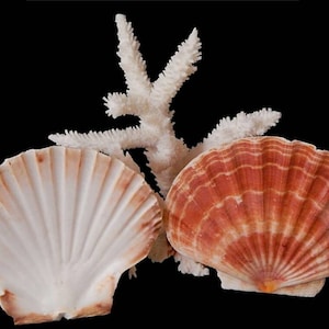 Può includere: Due conchiglie, una bianca e una arancione, con un ramo di corallo bianco dietro.