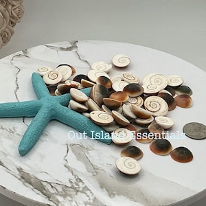 10pcs Cat’s Eye Seashells | Craft Seashells | Approximately 1/2&quot; - 3/4&quot; | Orange Turban Shiva Shells