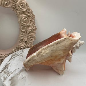 8" Natural Bahamian Queen Conch Shell I Pink Conch Shell SLIT BACK I Unedged Straight Out Of The Ocean I Cleaned Unprocessed Conch Shell image 10