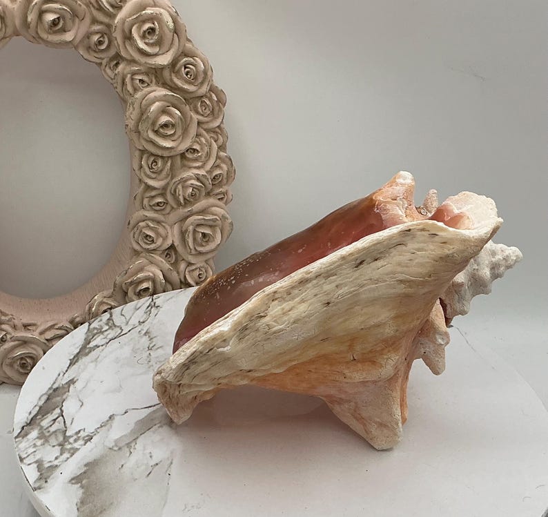 8" Natural Bahamian Queen Conch Shell I Pink Conch Shell SLIT BACK I Unedged Straight Out Of The Ocean I Cleaned Unprocessed Conch Shell image 10