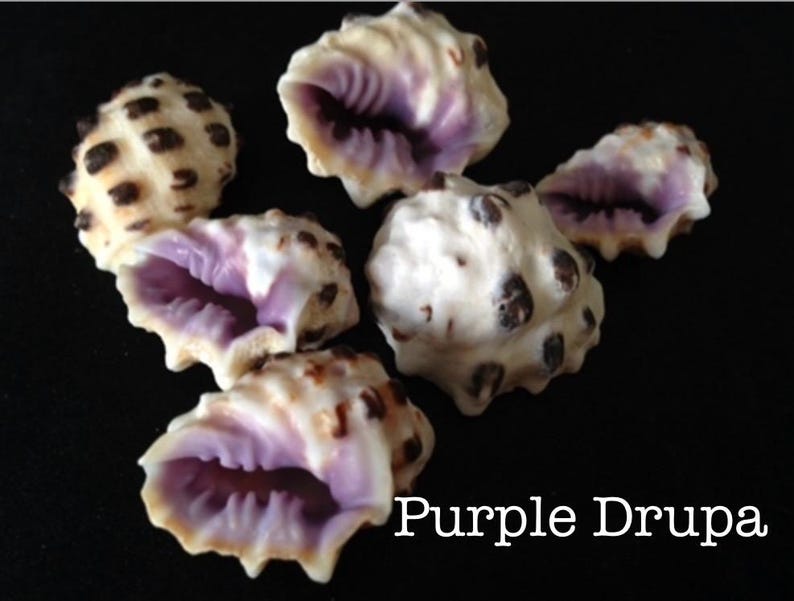 Purple Drupa Seashells Cone I Small Purple Morum Cone Shells I Purple ...