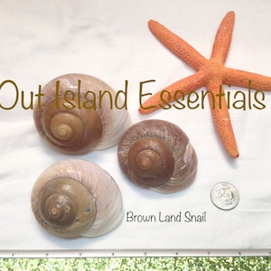 Brown Mountain Land Snail I Muffin Snail Shell I Mountain Land Snail Shell I 3&quot; Hermit Crab Shells