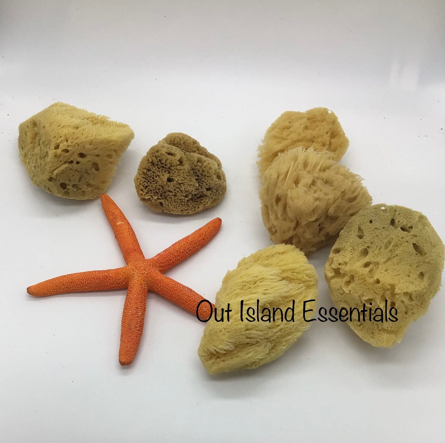 Buy ONE Piece Hermit Crab Sponge I Hermit Crab Drinking Sponge I Small 2-4  Hermit Crab Tank Sponges Online in India 