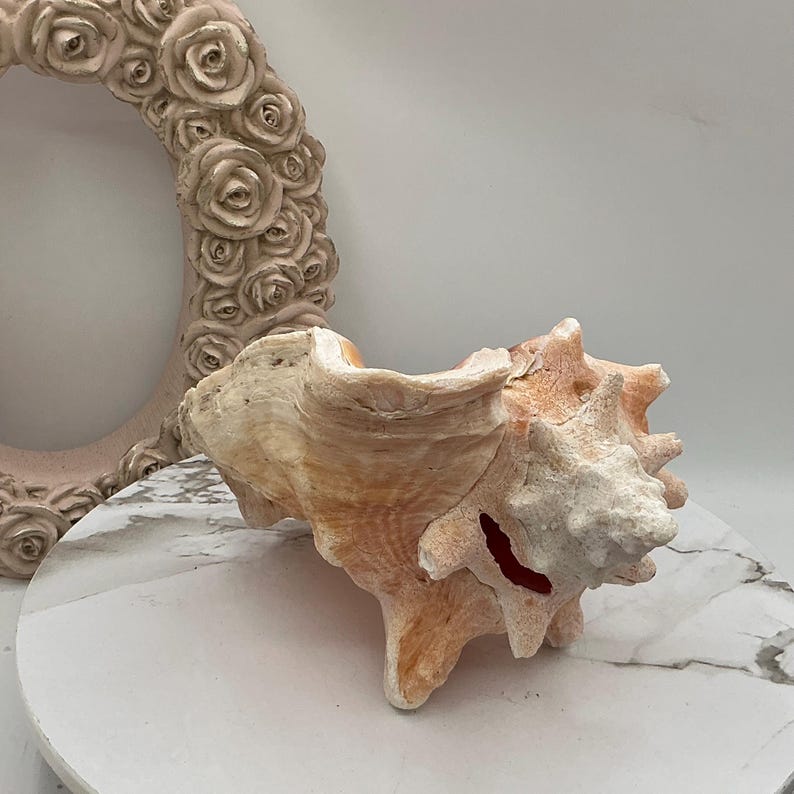 May include: A large, textured seashell with a light orange and white color scheme. The shell has a unique, spiky exterior and a smooth interior. A decorative, rose-covered frame is in the background. The shell is resting on a white and gray marble surface.