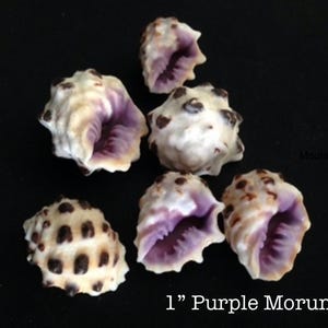 Può includere: Sei conchiglie Morum viola da 2,5 cm con macchie marroni. Le conchiglie sono disposte a forma di piramide su uno sfondo nero.