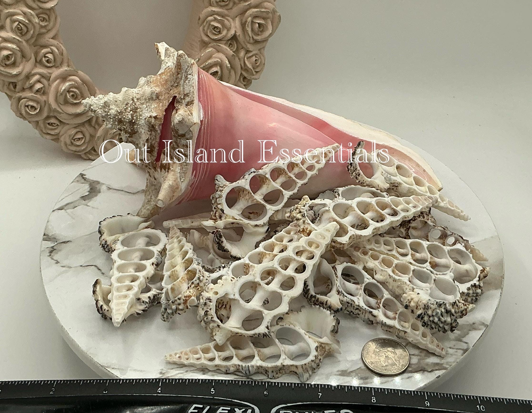 6pc Center Cut Knobby Cerithium Shells I Craft Shells I Chuncky Cut ...