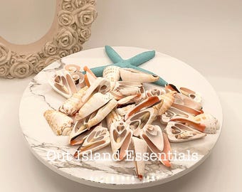 12 Coquillages Strombus Fraise – Coupe Conique 3 à 4 Cm – Neuf