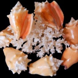 Small Conch Shell I Hawk Wing Conch I Fighting Conch I Milk Conch I - Etsy