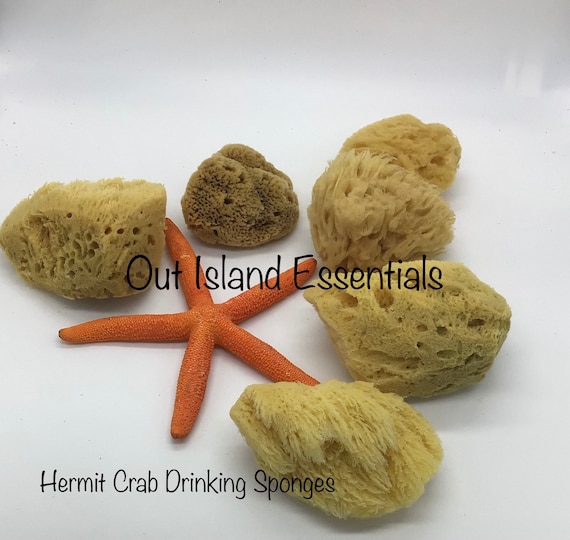 ONE Piece Hermit Crab Sponge I Hermit Crab Drinking Sponge I Small 2-4  Hermit Crab Tank Sponges 
