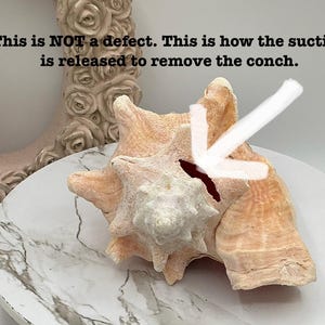 May include: A large, light-colored conch shell with a textured surface, resting on a white and gray marble-patterned plate. The text "This is NOT a defect. This is how the suction is released to remove the conch" is visible.
