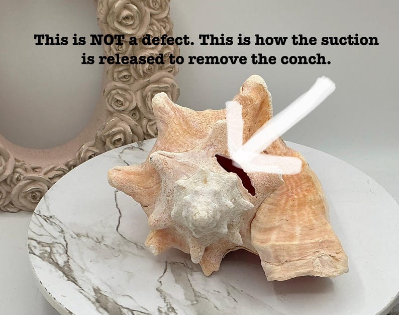 May include: A large, light-colored conch shell with a textured surface, resting on a white and gray marble-patterned plate. The text "This is NOT a defect. This is how the suction is released to remove the conch" is visible.
